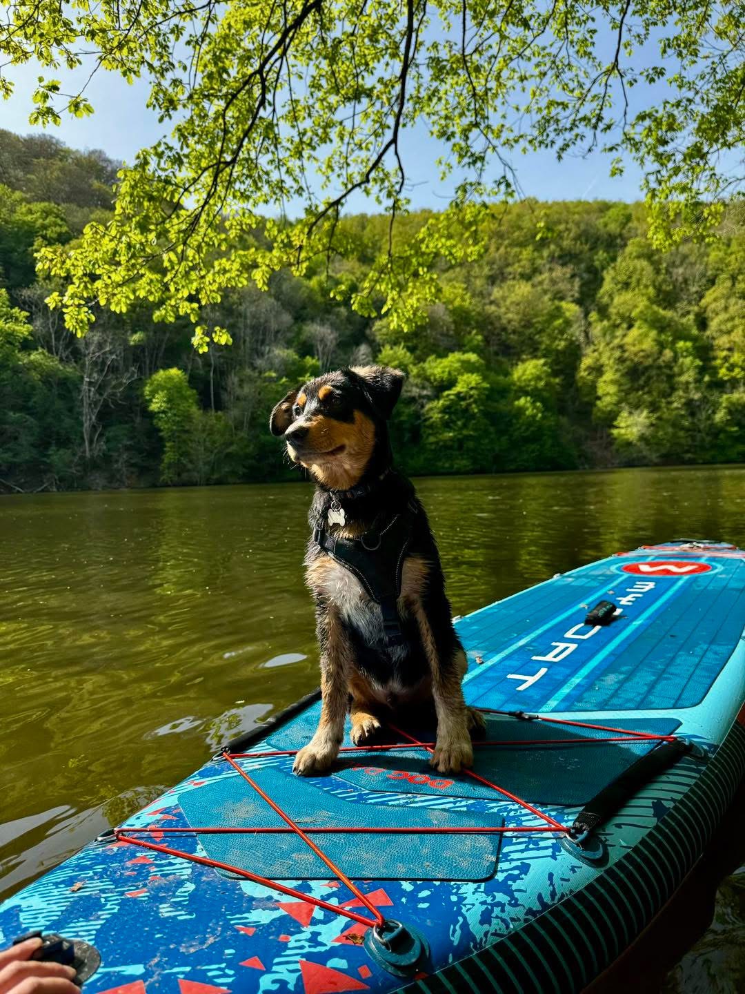 Chien sur un paddle